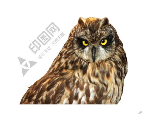 鳥_貓頭鷹_梟_鸮_owl_owl_PNG18