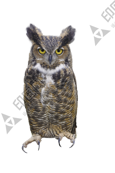 鳥_貓頭鷹_梟_鸮_owl_owl_PNG26