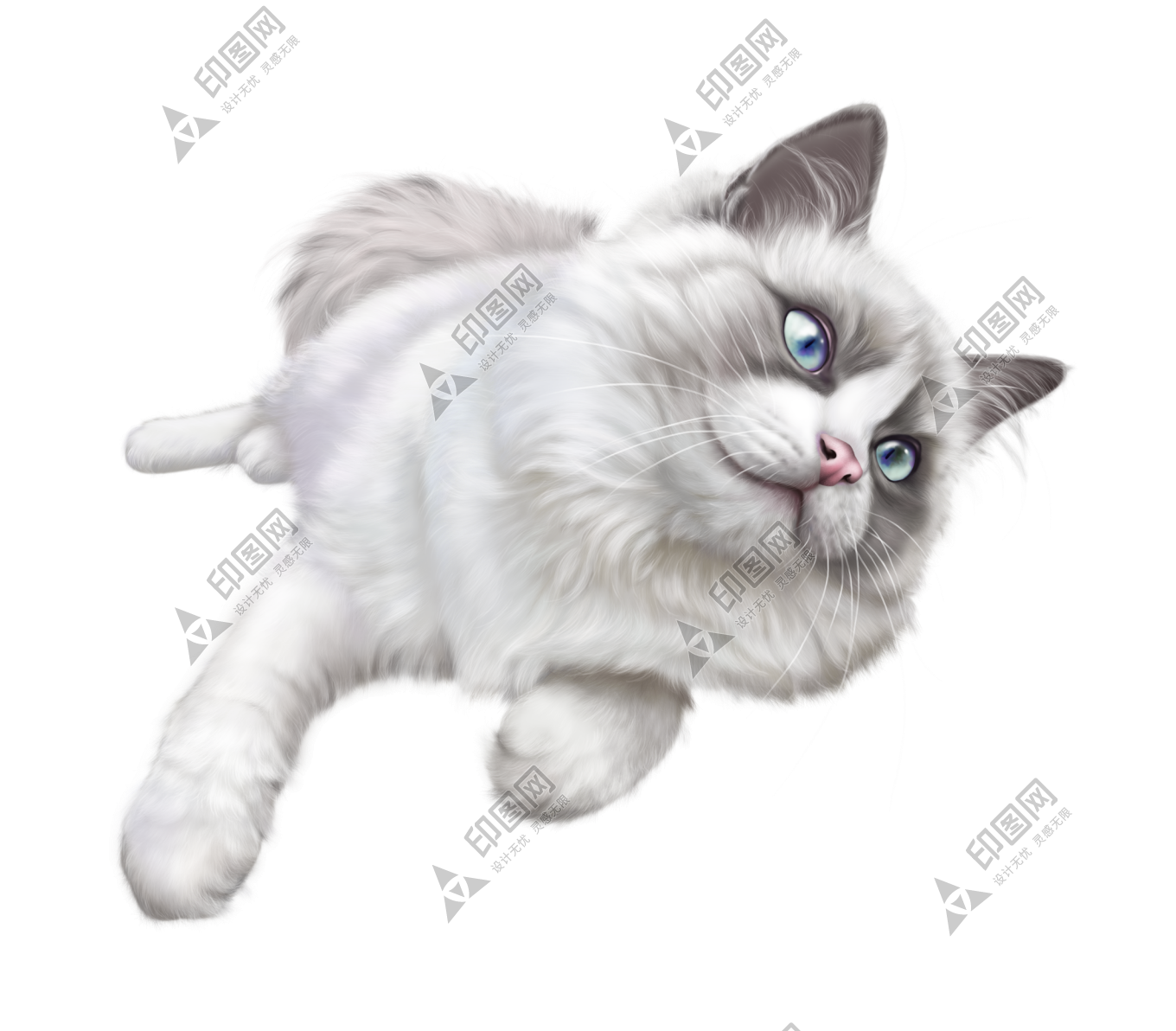 猫_猫咪_小猫_cat_PNG50549