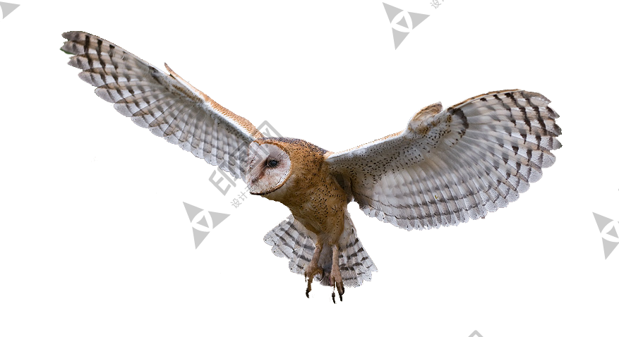 鳥_貓頭鷹_梟_鸮_owl_owl_PNG38