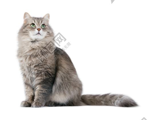 貓_貓咪_小貓_cat_PNG50491