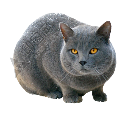 猫_猫咪_小猫_cat_PNG50511