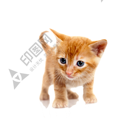 貓_貓咪_小貓_cat_PNG1631