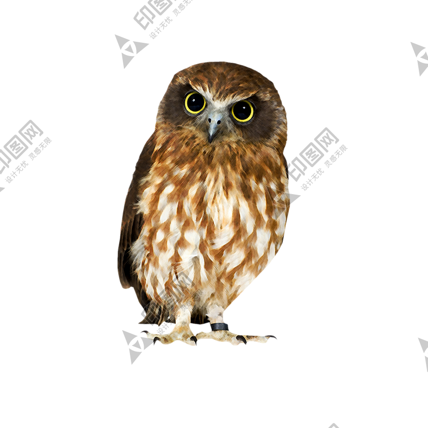 鳥_貓頭鷹_梟_鸮_owl_owl_PNG11
