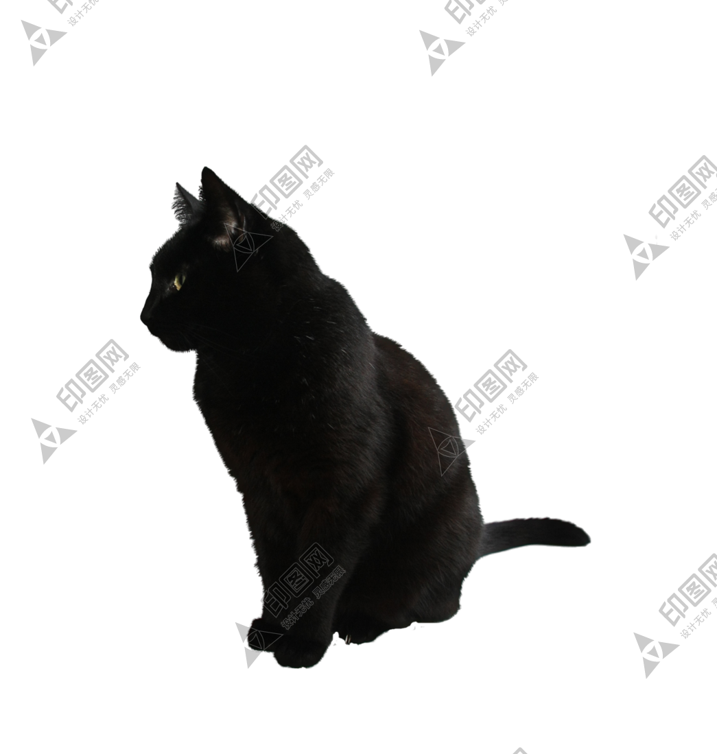 貓_貓咪_小貓_cat_PNG50508