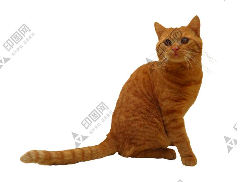 貓_貓咪_小貓_cat_PNG50442