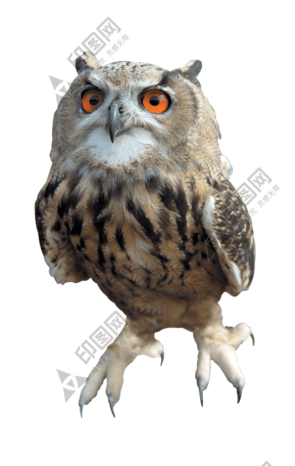鳥_貓頭鷹_梟_鸮_owl_owl_PNG15