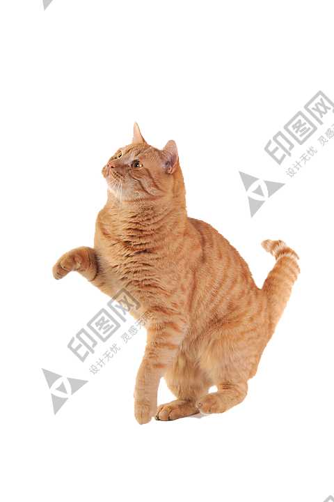貓_貓咪_小貓_cat_PNG115