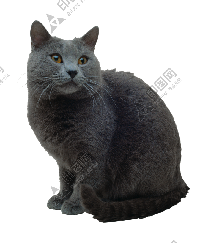 貓_貓咪_小貓_cat_PNG50476