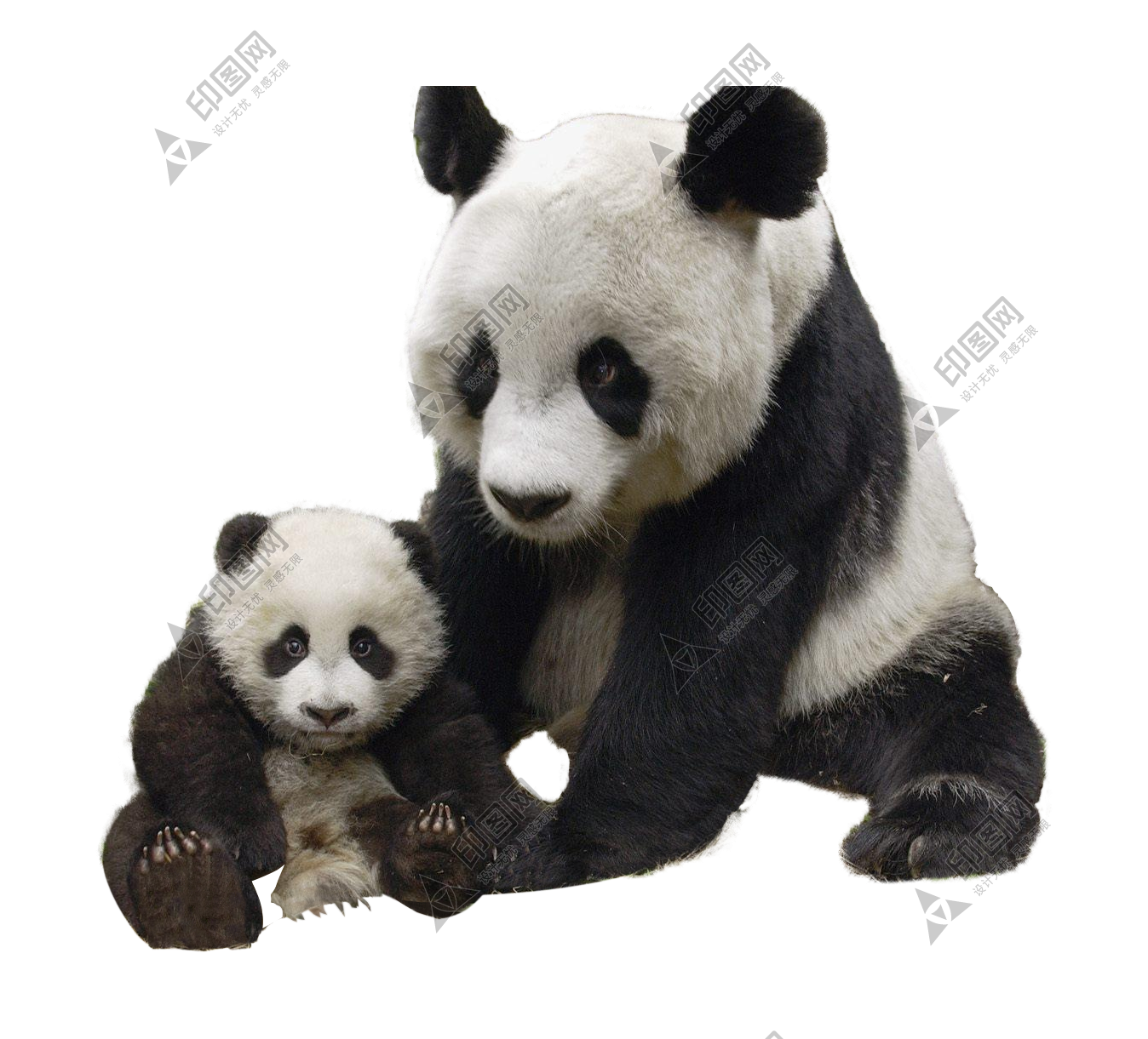 熊_熊貓_貓熊_竹熊_panda_panda_PNG1
