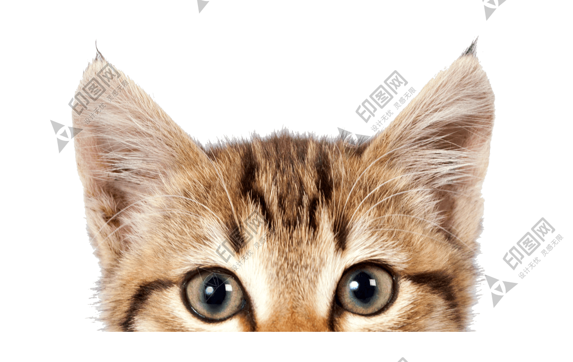 貓_貓咪_小貓_cat_PNG50485