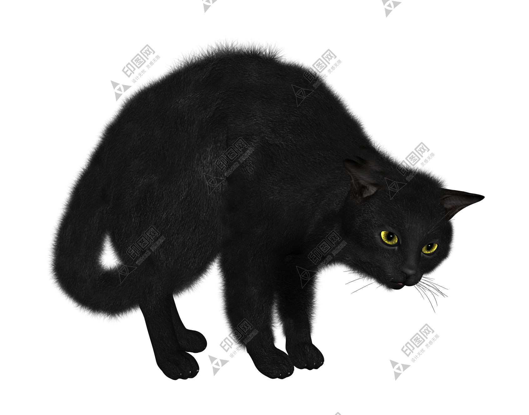 猫_猫咪_小猫_cat_PNG50541
