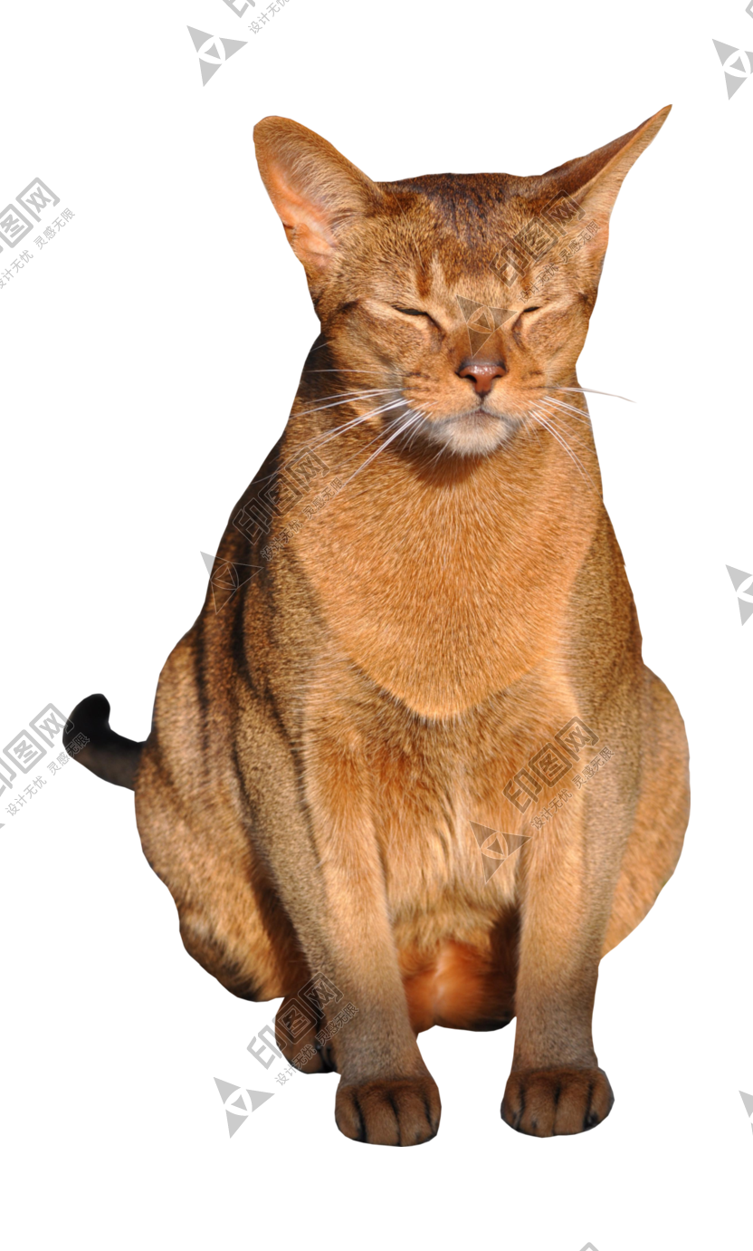 猫_猫咪_小猫_cat_PNG50531
