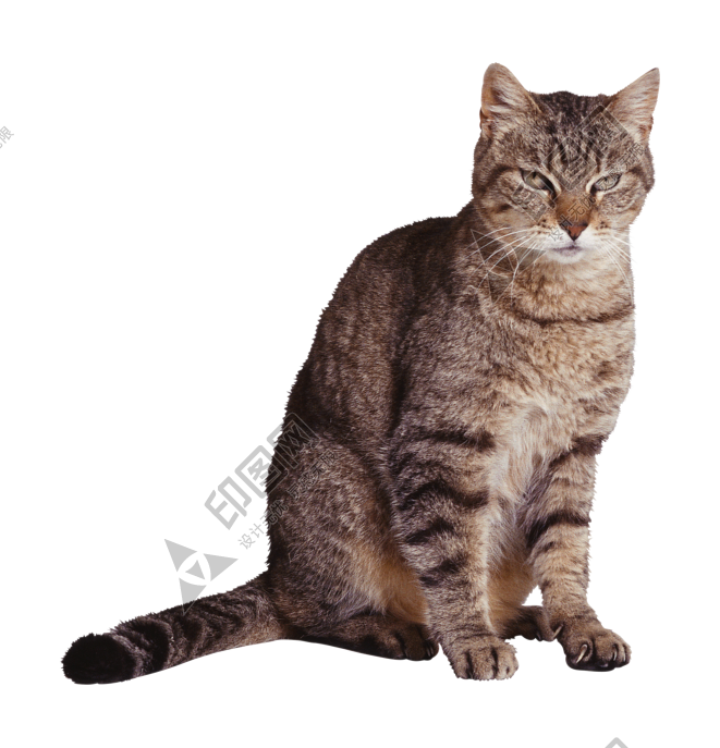 貓_貓咪_小貓_cat_PNG50482