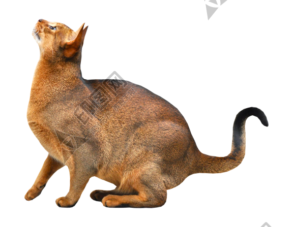 貓_貓咪_小貓_cat_PNG129