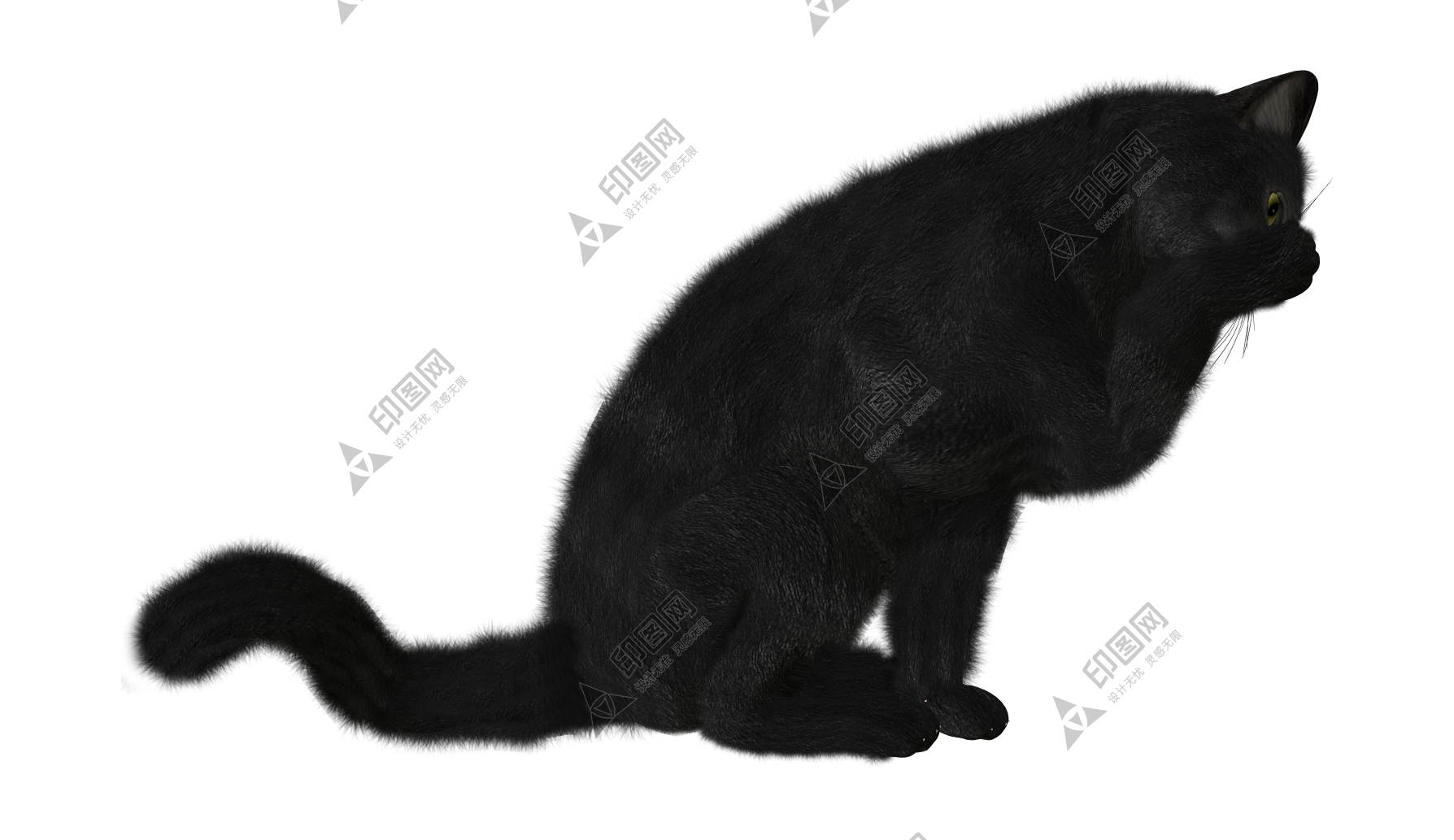 猫_猫咪_小猫_cat_PNG50540