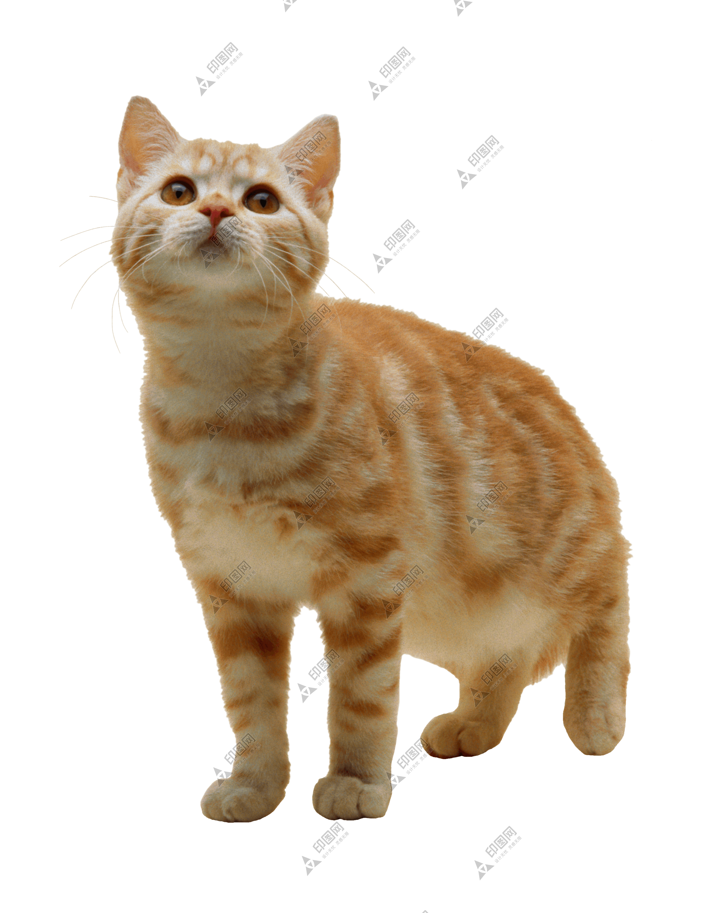 貓_貓咪_小貓_cat_PNG50487