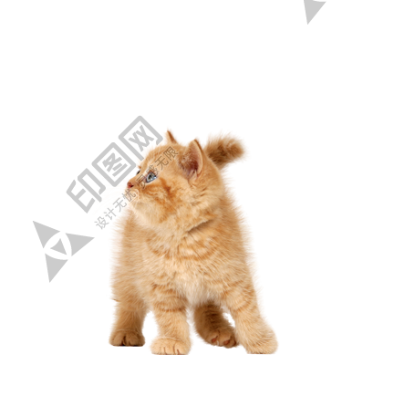猫_猫咪_小猫_cat_PNG50526