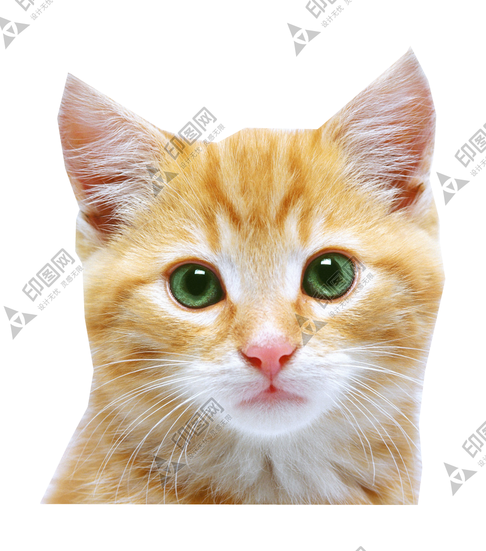 猫_猫咪_小猫_cat_PNG50527