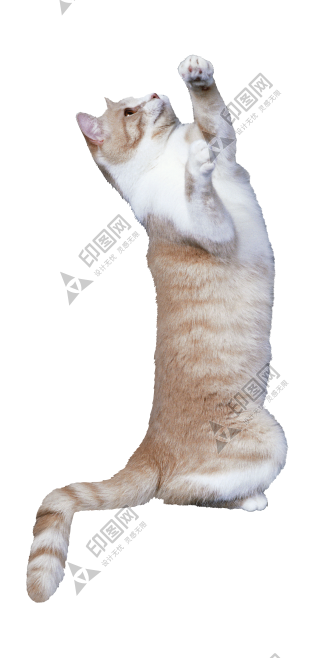 貓_貓咪_小貓_cat_PNG50425