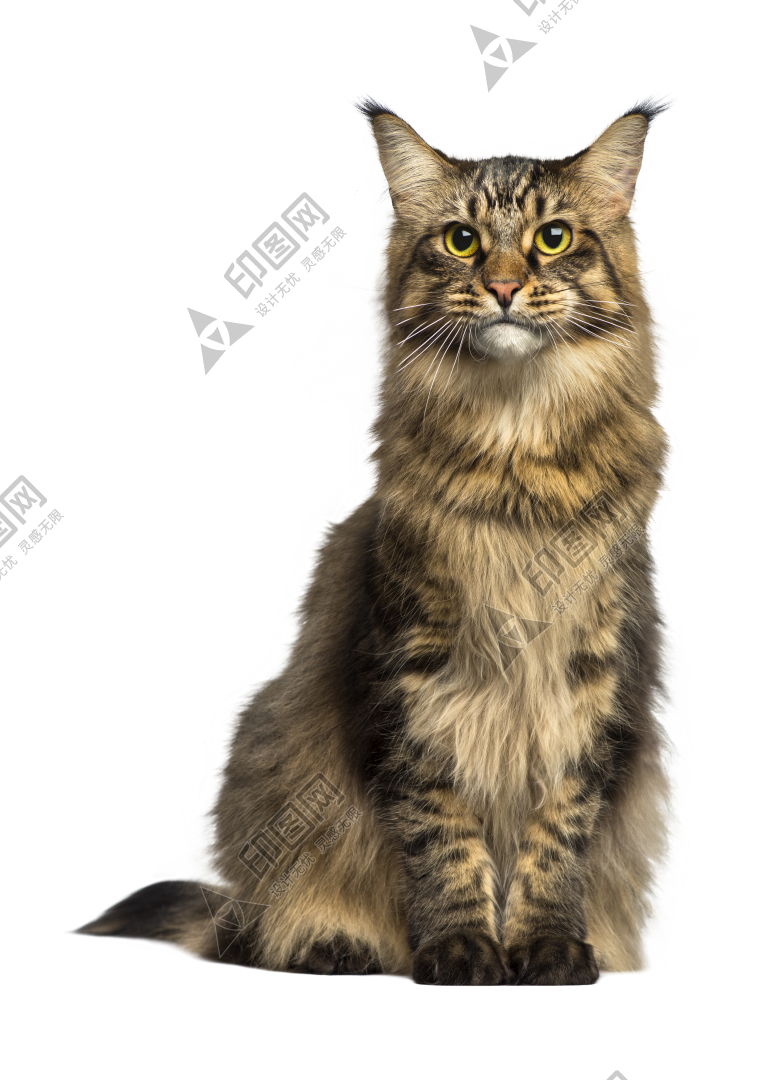 猫_猫咪_小猫_cat_PNG50529