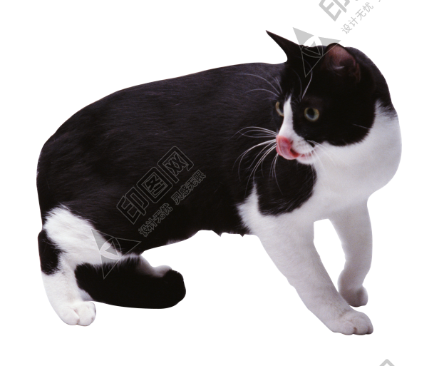 貓_貓咪_小貓_cat_PNG50431