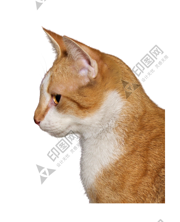 貓_貓咪_小貓_cat_PNG50518