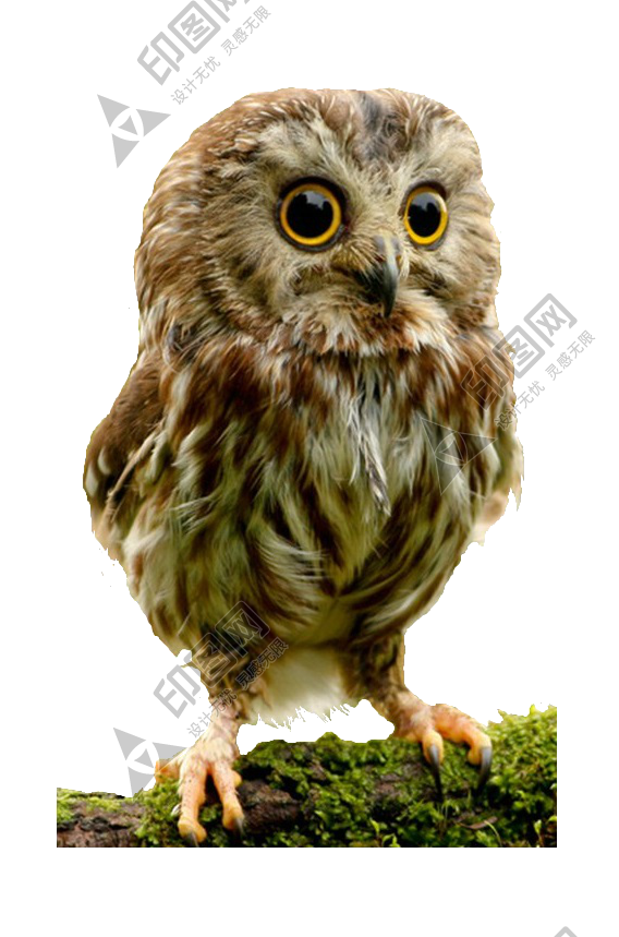 鸟_猫头鹰_枭_鸮_owl_owl_PNG13
