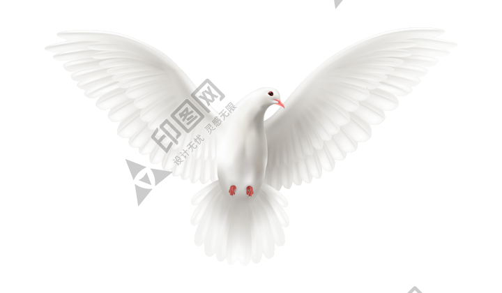 白鴿_和平鴿_鴿子_鳥類_鵓鴿_white_dove