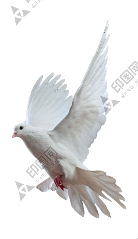 白鴿_和平鴿_鴿子_鳥類_鵓鴿_white_dove