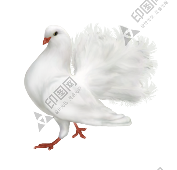 白鴿_和平鴿_鴿子_鳥類_鵓鴿_white_dove
