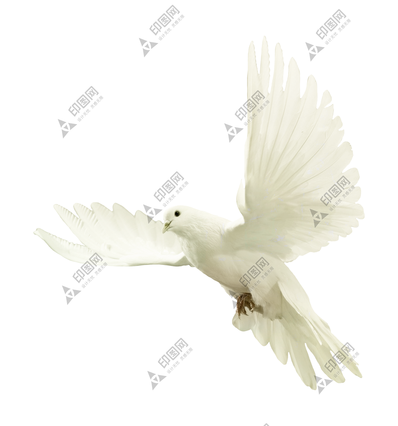白鴿_和平鴿_鴿子_鳥類_鵓鴿_white_dove