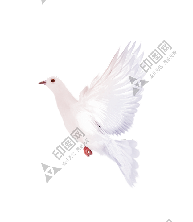 白鴿_和平鴿_鴿子_鳥類_鵓鴿_white_dove
