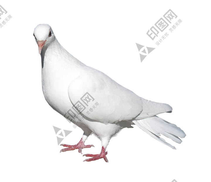 白鴿_和平鴿_鴿子_鳥類_鵓鴿_white_dove