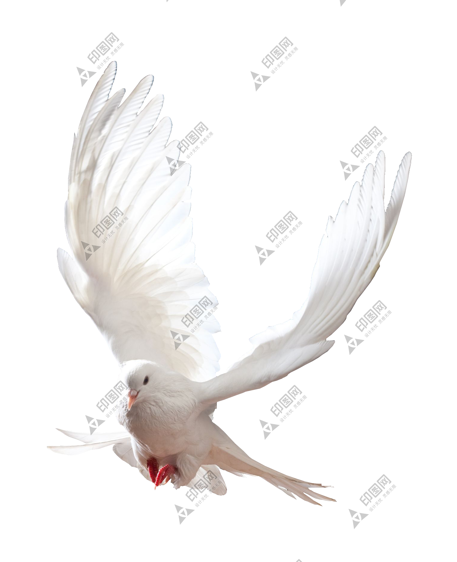 白鴿_和平鴿_鴿子_鳥類_鵓鴿_white_dove