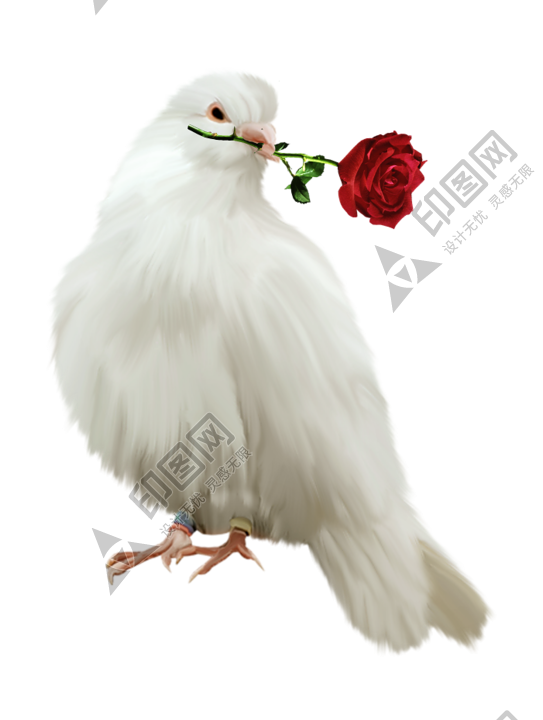 白鴿_和平鴿_鴿子_鳥類_鵓鴿_white_dove