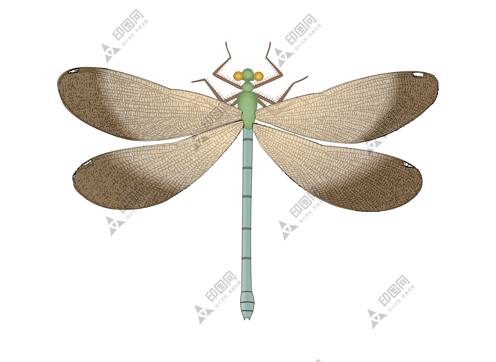 昆蟲_蜻蜓_點(diǎn)燈兒_紗羊_dragonfly_dragonfly
