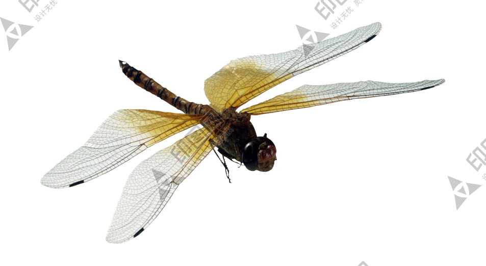 昆蟲_蜻蜓_點燈兒_紗羊_dragonfly_dragonfly