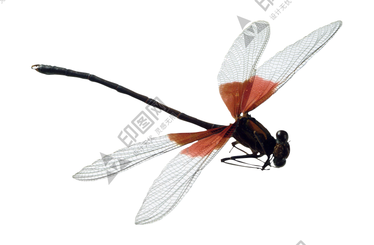 昆蟲_蜻蜓_點燈兒_紗羊_dragonfly_dragonfly