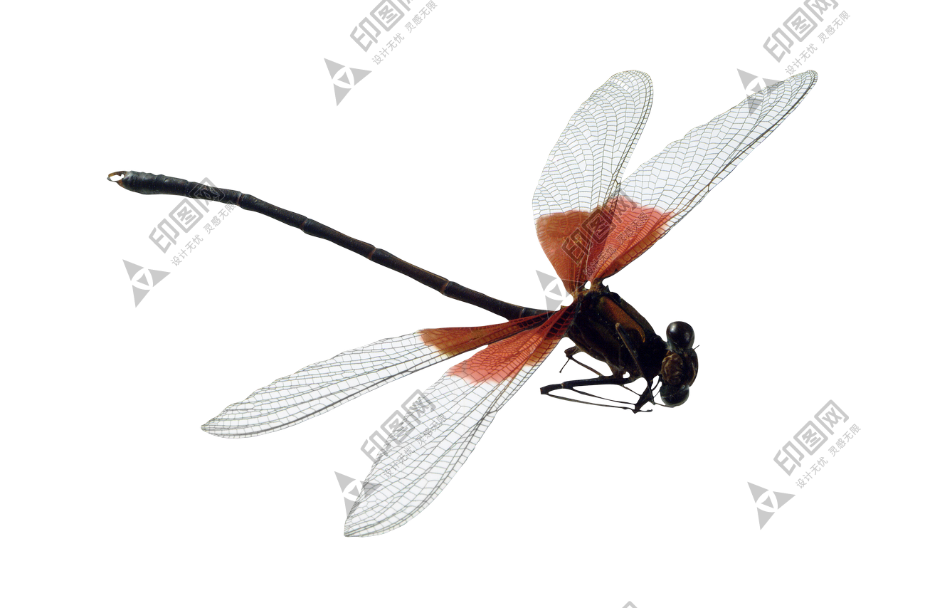 昆蟲_蜻蜓_點燈兒_紗羊_dragonfly_dragonfly