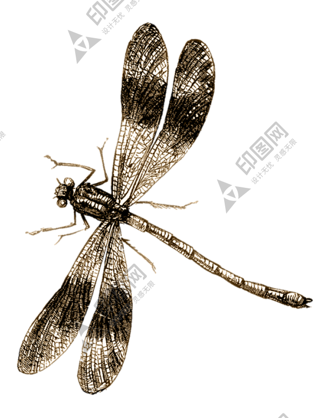 昆蟲_蜻蜓_點燈兒_紗羊_dragonfly_dragonfly