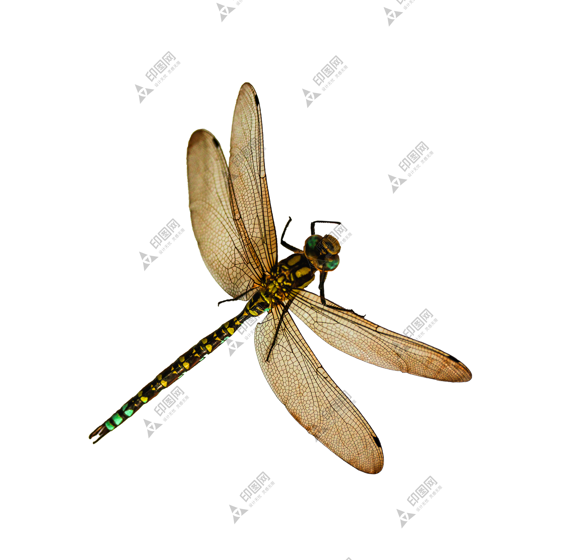 昆蟲_蜻蜓_點燈兒_紗羊_dragonfly_dragonfly