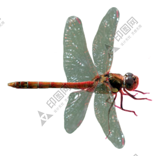 昆蟲_蜻蜓_點燈兒_紗羊_dragonfly