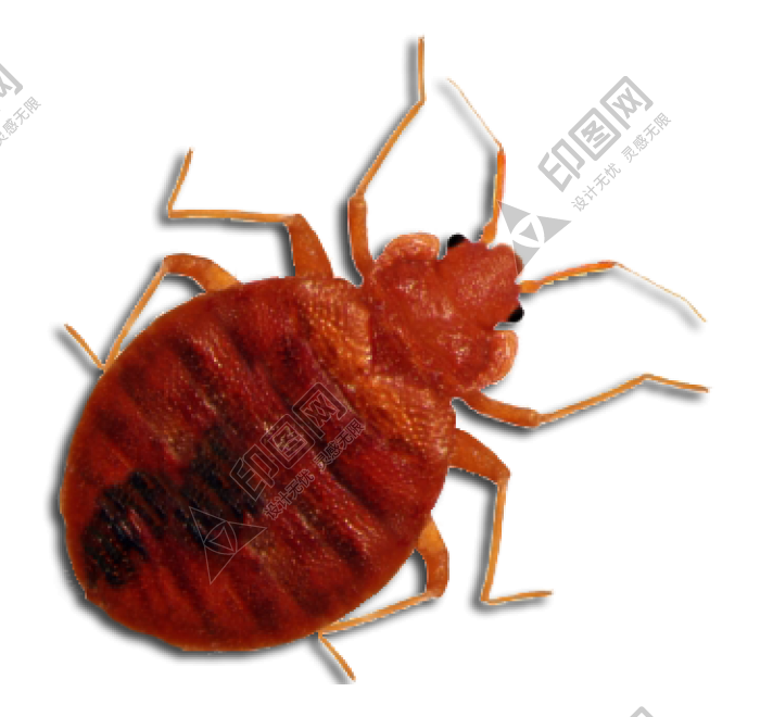 昆虫_臭虫_木蚤_床虱_bed_bug_bed_bug