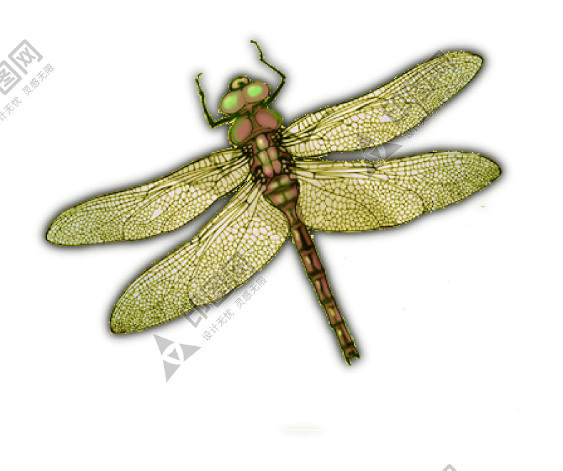 昆蟲(chóng)_蜻蜓_點(diǎn)燈兒_紗羊_dragonfly_dragonfly