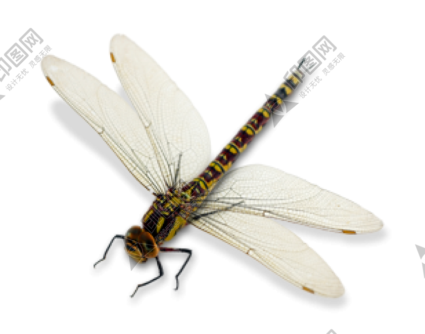 昆蟲_蜻蜓_點燈兒_紗羊_dragonfly_dragonfly