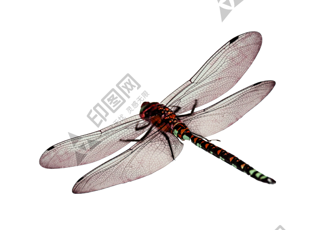 昆蟲(chóng)_蜻蜓_點(diǎn)燈兒_紗羊_dragonfly_dragonfly