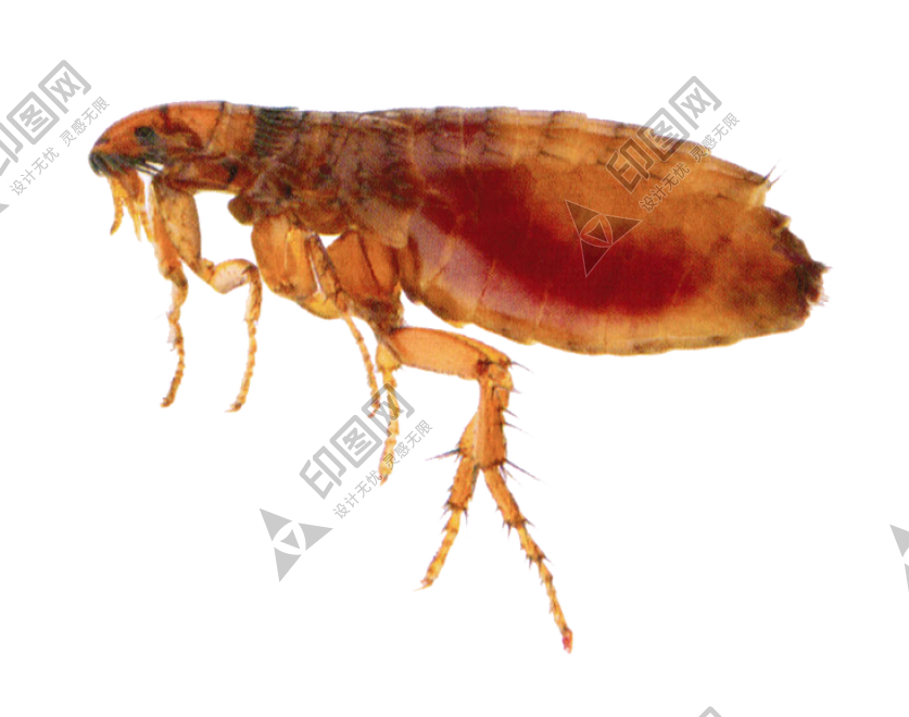 昆虫_跳蚤_flea
