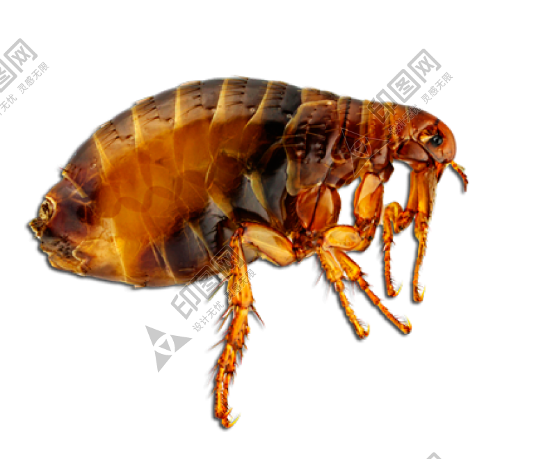 昆虫_跳蚤_flea