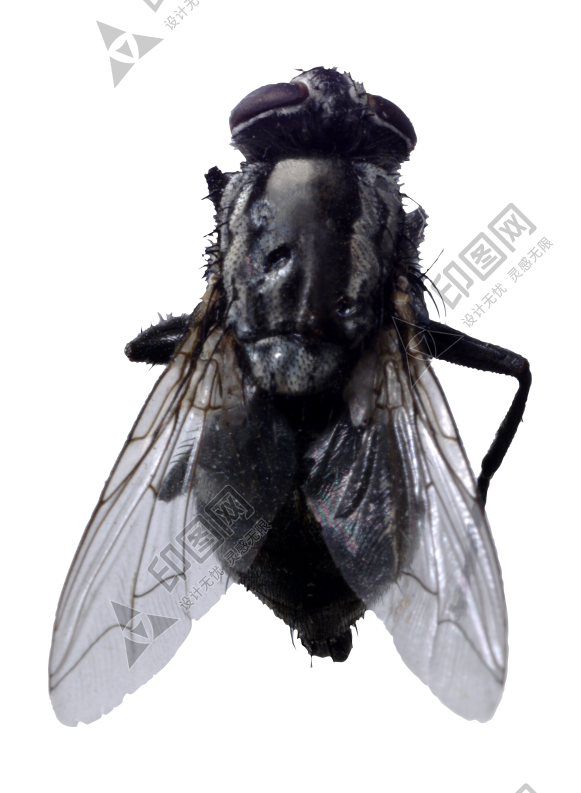 昆虫_苍蝇_蝇子_fly